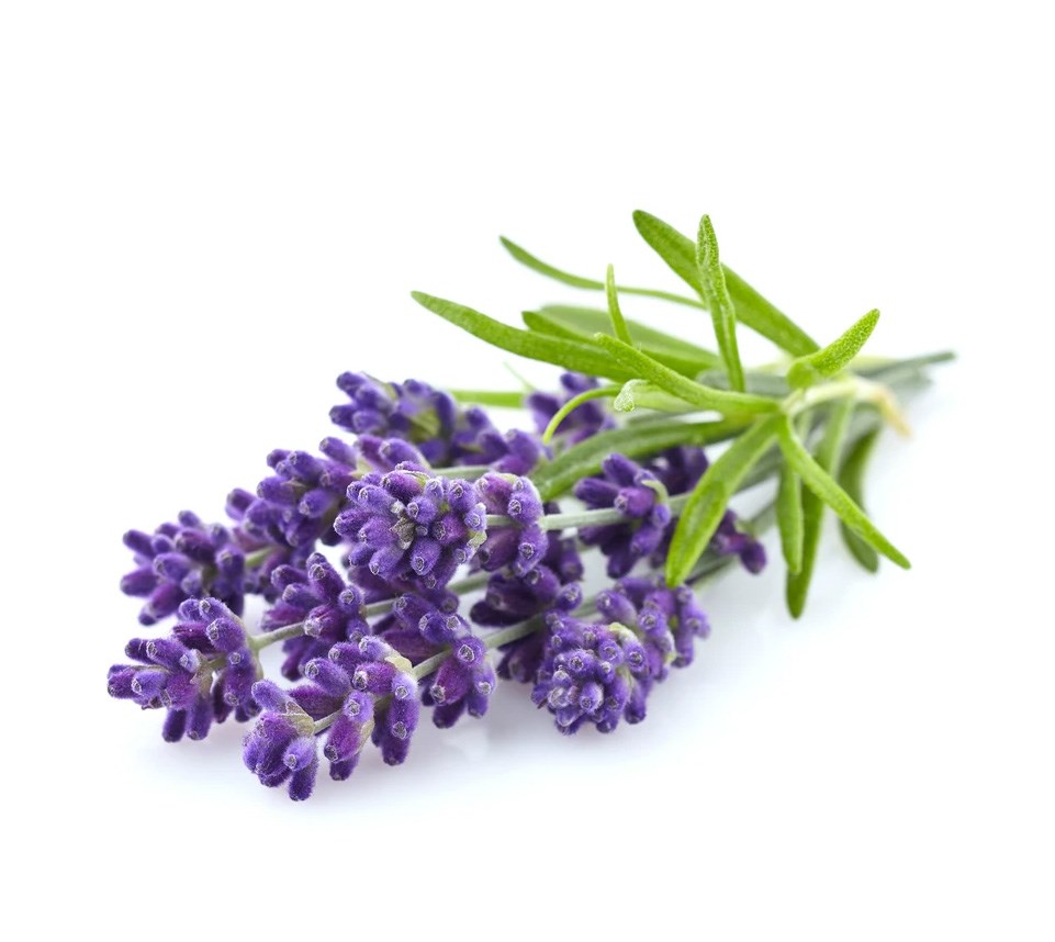 Lavender Fragrance Oil